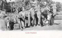 Sri Lanka Elefanti
