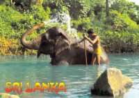Sri Lanka Elefanti
